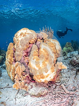 Coral bleaching in Bonaire. Caribbean Diving holiday