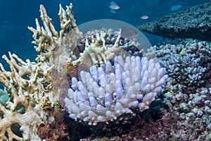Coral Bleaching photo