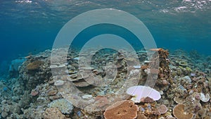 Coral bleaching photo