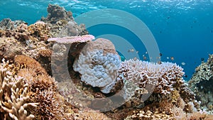 Coral bleaching