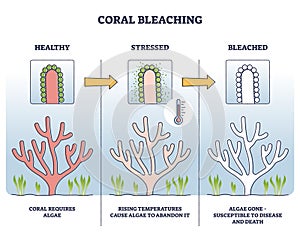 Coral bleaching process with stressed and bleached stages outline diagram photo