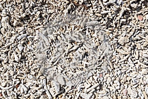 Coral bleaching on the sandy beach
