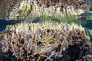 Coral Bleaching in Tropical Pacific