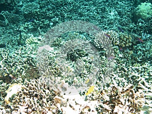 Coral Bleaching very danger at the sea