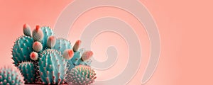 Coral Blue colored Cactus on pink bright pastel background. Trendy tropical cacti plant close-up. Sweet coral cacti Mood. Copy