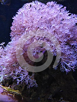 Coral blue fish sea anemone sea lettuce polyps feeding hairs