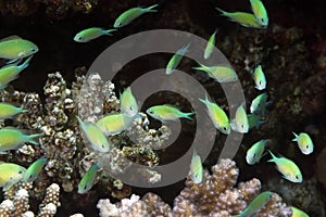 Coral and bluegreen chromis
