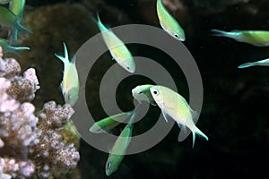 Coral and bluegreen chromis