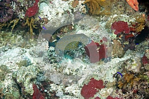 Coral and boxfish