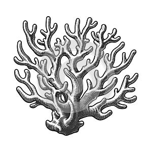 Coral Branch engraving sketch raster illustration