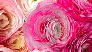 Coral brazil rose flower. Detailed retouch photo