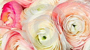 Coral brazil rose flower. Detailed retouch photo