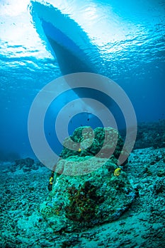 Coral bunaken sulawesi indonesia underwater