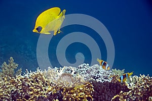 Coral and butterflyfish