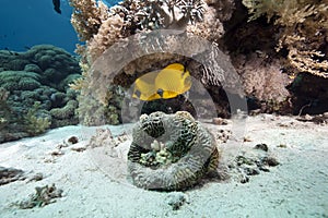 Coral and butterflyfish