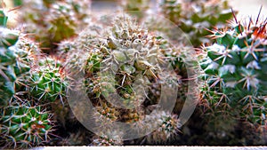 Coral Cactus (Euphorbia Lactea Cristata) Houseplants