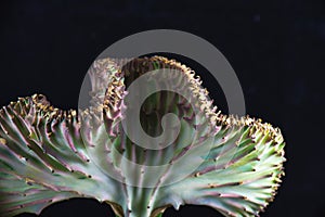 Coral cactus Eurphorbia Lactea Crest isolated over black