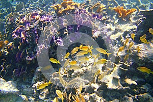 Coral caribbean reef Mayan Riviera Grunt fish photo