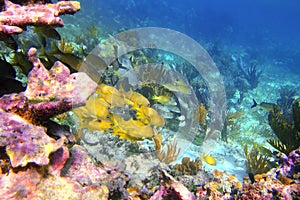 Coral caribbean reef Mayan Riviera Grunt fish photo
