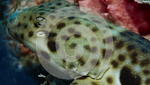 Coral catshark Atelomycterus marmoratus