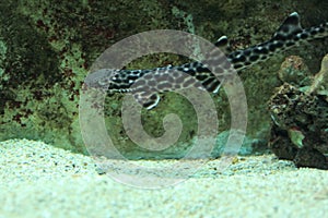 Coral catshark