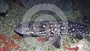 Coral catshark Atelomycterus marmoratus in Lembeh strait