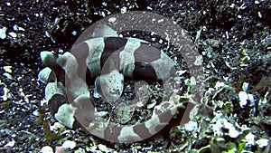 Coral catshark Atelomycterus marmoratus in Lembeh strait