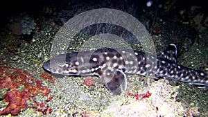 Coral catshark Atelomycterus marmoratus on the sand in the night in Lembeh strait