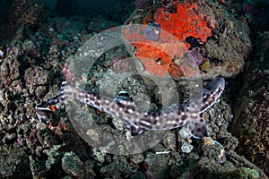 Coral Catshark on Seafloor,