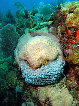 Coral and Christmas Tree Worms
