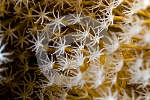 Coral close up