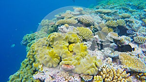 coral close up in agincourt reefs australia photo