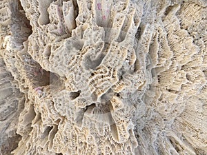 Coral