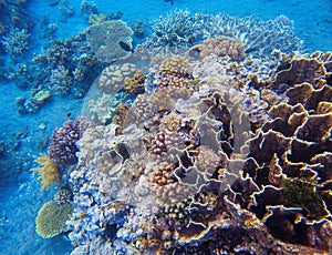 Coral closeup in tropical seashore. Undersea landscape photo. Fauna and flora of tropical shore.
