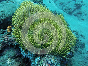 Coral with clownfish during a dive in Bali