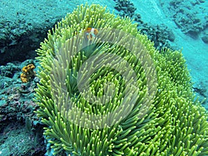 Coral with clownfish during a dive in Bali