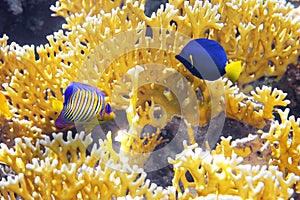 Coral Cnidarians