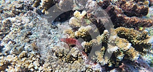 Coral in Coiba National Park