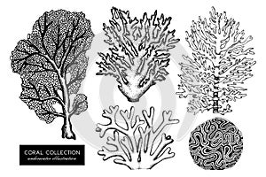 Vector collection of hand drawn reef corals sketch.Vintage set underwater natural elements. Vintage sealife illustration on white photo