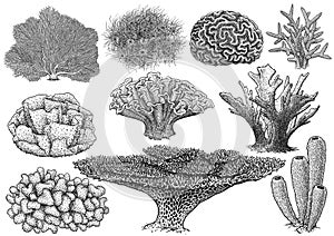 Coral collection, illustration, drawing, engraving, ink, line art, vector