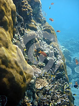 Coral colony and coral fish.