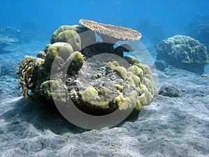 Coral colony and coral fish.