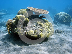 Coral colony and coral fish. photo