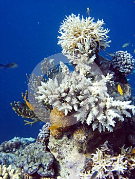 Coral colony and coral fish. photo