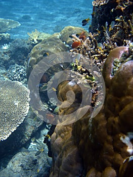 Coral colony and coral fish.