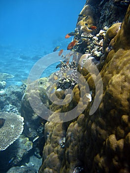 Coral colony and coral fish.