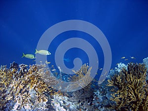 Coral colony and coral fish. photo