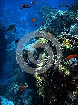 Coral colony and coral fish. photo