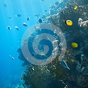 Coral colony