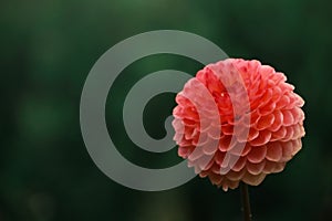 Coral colored dahlia flower partial focus on green blurred background